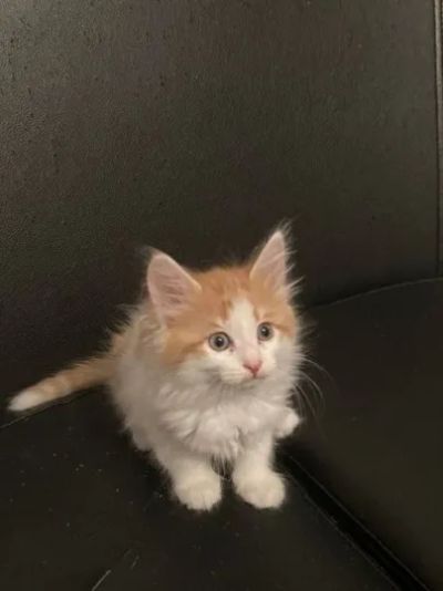 Лот: 24581401. Фото: 1. Кошечка сибирская. Кошки, котята