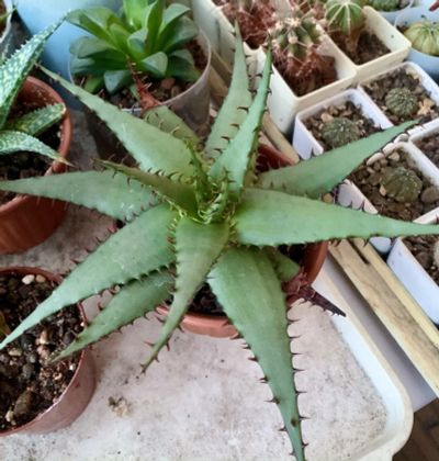 Лот: 9390589. Фото: 1. Алоэ (Aloe broomii). Горшечные растения и комнатные цветы