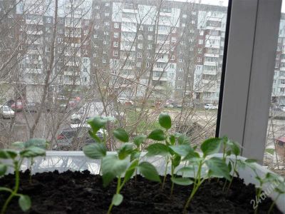 Лот: 2859039. Фото: 1. перец болгарский отдам бесплатно. Другое (семена, рассада, садовые растения)