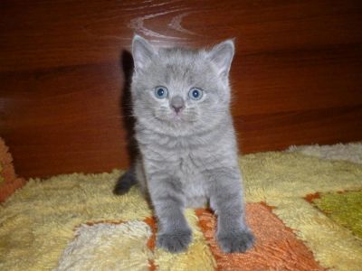 Лот: 4063216. Фото: 1. Шотландские котята. Кошки, котята