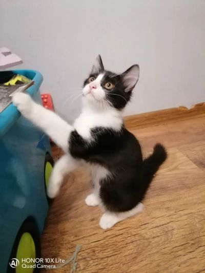 Лот: 18054701. Фото: 1. Манчкин нестандарт. Кошки, котята