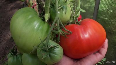 Лот: 17154936. Фото: 1. Томаты (помидоры), семена домашние... Ягоды