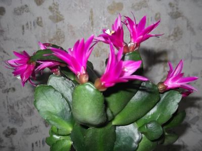 Лот: 11124363. Фото: 1. Рипсалидопсис розовый (возможен... Горшечные растения и комнатные цветы