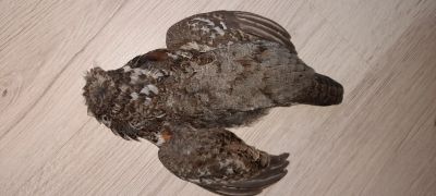 Лот: 17055378. Фото: 1. Щкурка рябчика (перо). Другое (рыбалка)