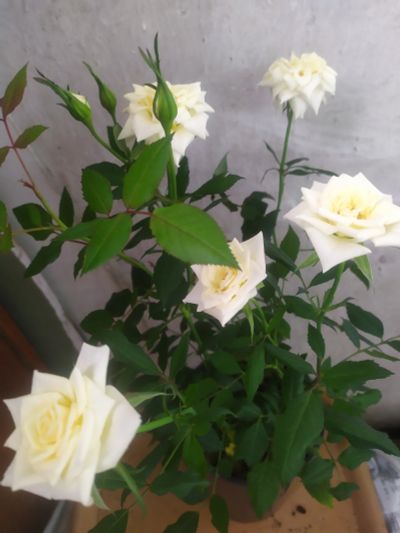 Лот: 11224873. Фото: 1. Роза миниатюрная комнатная кремовая. Горшечные растения и комнатные цветы