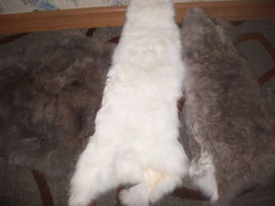 Лот: 20964054. Фото: 1. шкурки кроликов (выделанные). Чучела животных, рога, шкуры
