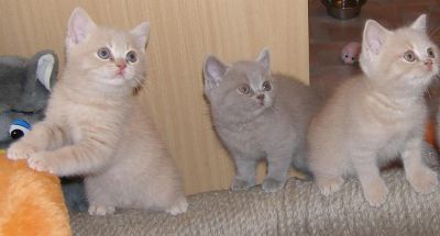 Лот: 3428165. Фото: 1. Британские котята (мальчики и... Кошки, котята