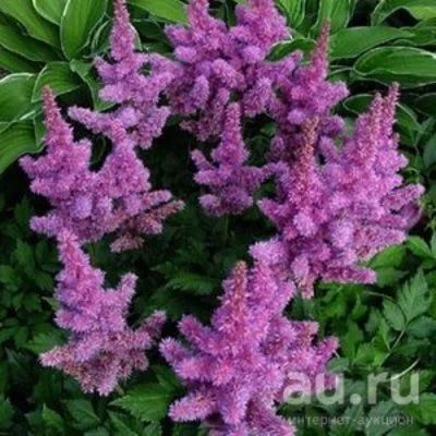 Лот: 9081559. Фото: 1. Астильба, многолетник. Садовые цветы