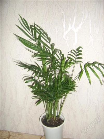 Лот: 760056. Фото: 1. хамедорея 4. Горшечные растения и комнатные цветы