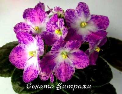 Лот: 8484043. Фото: 1. Фиалка сортовая Соната-Витражи... Горшечные растения и комнатные цветы