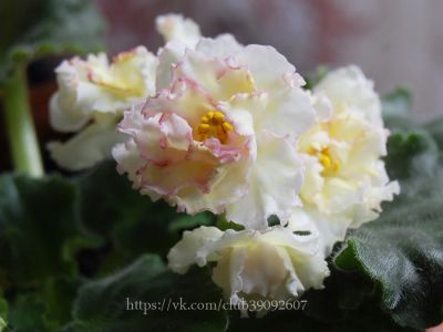 Лот: 4761841. Фото: 1. Фиалка Sunkissed Rose, лист. Горшечные растения и комнатные цветы