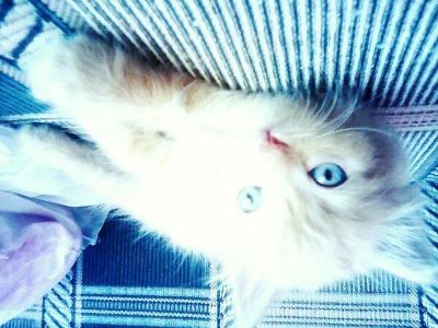 Лот: 8277029. Фото: 1. Рыжики ищут дом. Кошки, котята