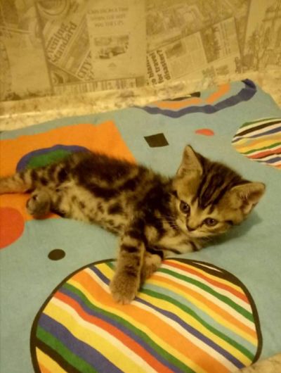 Лот: 10420522. Фото: 1. Котята Шотландцы. Кошки, котята