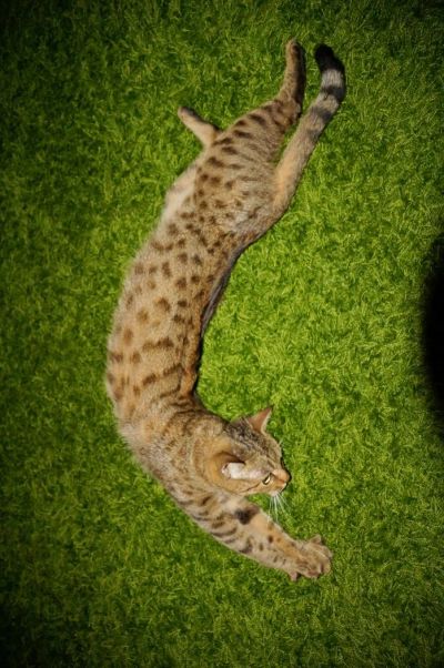 Лот: 4676186. Фото: 1. Кошечка. Кошки, котята