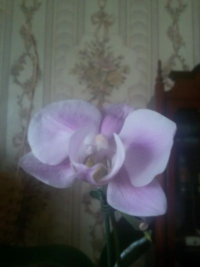 Лот: 8833743. Фото: 1. Орхидея фаленопсис. Горшечные растения и комнатные цветы