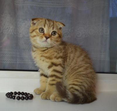 Лот: 4163547. Фото: 1. Шотландская вислоухая принцесса... Кошки, котята