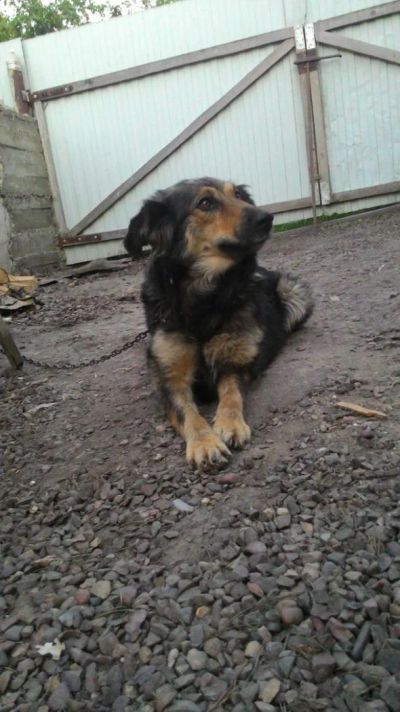 Лот: 7743005. Фото: 1. Дина на охрану, средне- крупная. Собаки, щенки