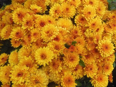 Лот: 7542139. Фото: 1. Желтая Бордюрная Мультифлора. Садовые цветы