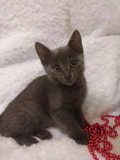 Лот: 18402411. Фото: 1. Котенок ищет дом. Кошки, котята