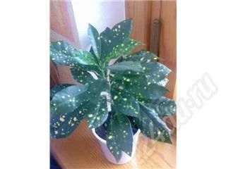 Лот: 531551. Фото: 1. кротон роскошный. Горшечные растения и комнатные цветы