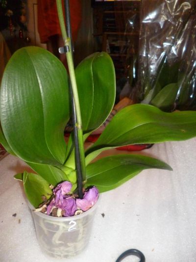 Лот: 4933873. Фото: 1. Орхидея 2. Горшечные растения и комнатные цветы