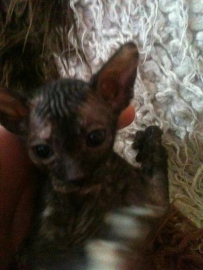 Лот: 3330216. Фото: 1. Котенок Донского сфинкса(девочка... Кошки, котята