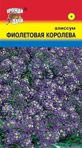 Лот: 10845788. Фото: 1. Семена алиссума "Фиолетовая королева... Садовые цветы