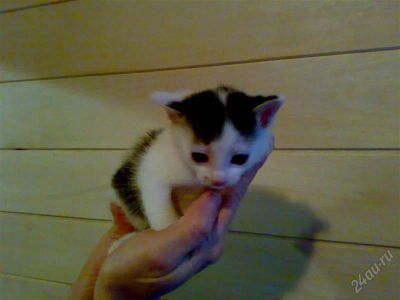 Лот: 1479963. Фото: 1. Хороший котенок ждетхороших людей-... Кошки, котята
