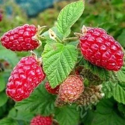 Лот: 5726819. Фото: 1. Малина Рубиновое ожерелье ремонтантая. Ягоды