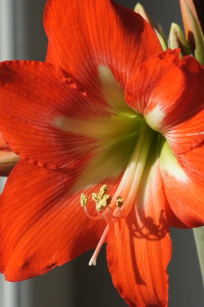 Лот: 3910115. Фото: 1. Гиппеаструм, детка. Горшечные растения и комнатные цветы