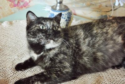 Лот: 4477191. Фото: 1. Кошечка-мышеловка ищет надёжный... Кошки, котята