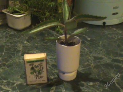 Лот: 99496. Фото: 1. каланхое. Горшечные растения и комнатные цветы