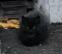 Лот: 4308624. Фото: 1. Котенок-дымчатый. Кошки, котята