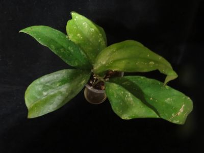 Лот: 16413845. Фото: 1. Хойя-Hoya Finlaysonii (Burma). Горшечные растения и комнатные цветы