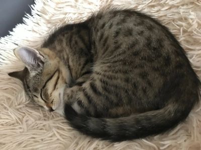 Лот: 12157141. Фото: 1. Котенок. Кошки, котята