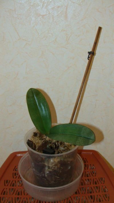 Лот: 6251947. Фото: 1. Орхидея. Горшечные растения и комнатные цветы