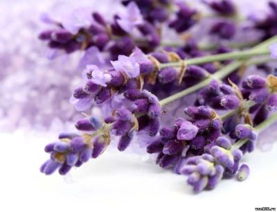 Лот: 5253837. Фото: 1. Лаванда узколистная (Lavandula... Другое (красота и здоровье)