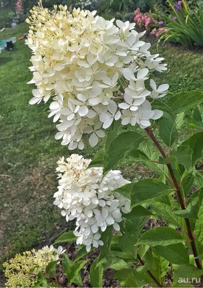 Лот: 13546782. Фото: 1. Гортензия метельчатая. Декоративные кустарники и деревья