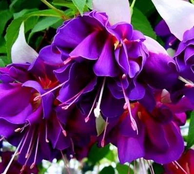 Лот: 6863842. Фото: 1. Фуксия Deep Purple. Другое (семена, рассада, садовые растения)