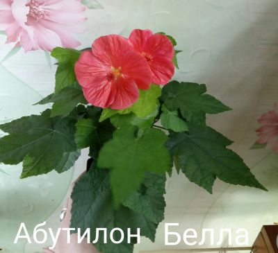 Лот: 17968453. Фото: 1. Абутилон. Горшечные растения и комнатные цветы
