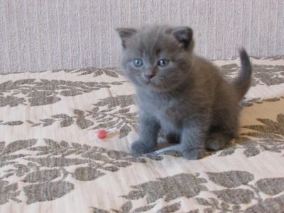 Лот: 8178160. Фото: 1. шотландские котята страйт. Кошки, котята