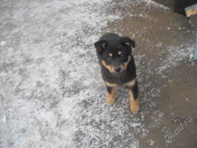 Лот: 1374244. Фото: 1. уникальное предложение! люксовая... Собаки, щенки