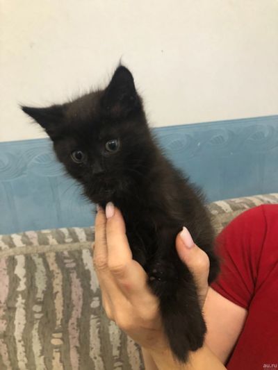 Лот: 18245210. Фото: 1. котята. Кошки, котята
