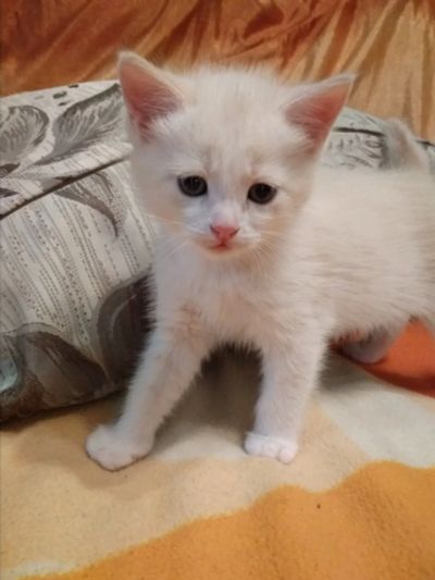 Лот: 12804606. Фото: 1. отдам котьёнка в хорошие руки. Кошки, котята
