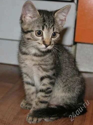 Лот: 2460677. Фото: 1. Котенок - девочка. Кошки, котята