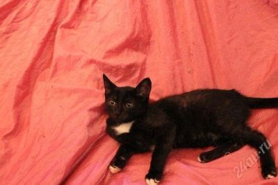 Лот: 2844223. Фото: 1. Котенок 2. Кошки, котята