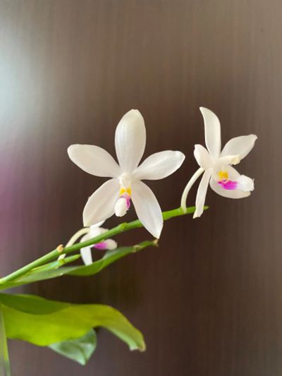 Лот: 20209213. Фото: 1. Орхидея фаленопсис Tetraspis C2. Горшечные растения и комнатные цветы