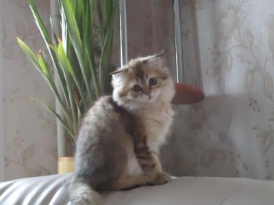 Лот: 4721870. Фото: 1. Шикарная вислоухая кошечка! Возможен... Кошки, котята
