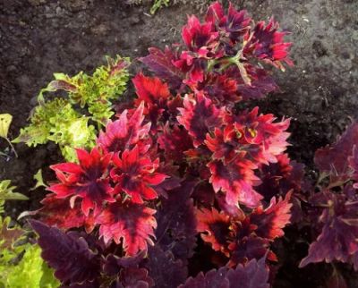 Лот: 17129513. Фото: 1. Колеус Hot embers. Горшечные растения и комнатные цветы