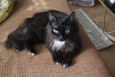 Лот: 3146614. Фото: 1. Отдам молодую красивую кошечку. Кошки, котята